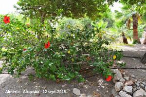 10 ALMERIA ALCAZABA 12 09 2018 (251)